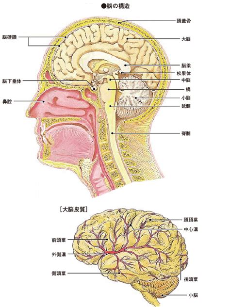 頭部位置|ヒトの脳